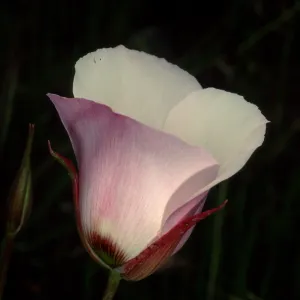 Calochortus catalinae, Toyon Bay Road, Santa Catalina Island