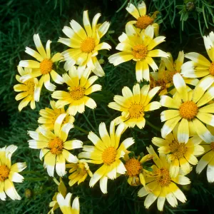East Anacapa Island, just South of campground, Coreopsis gigantea, white tips on flowers