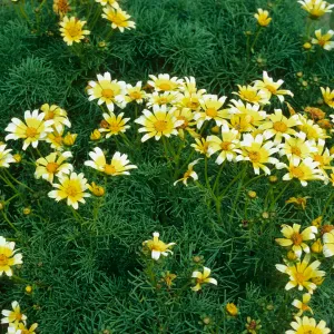 East Anacapa Island, just South of campground, Coreopsis gigantea, white tips on flowers