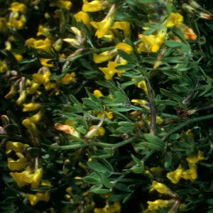 San Clemente Island, Δ Pebble, Lotus dendroideus traskiae