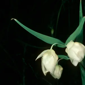 Calochortus albus, Snyder Trail, Santa Barbara County