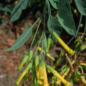  Nicotiana glauca, Santa Catalina Island, Silver Canyon