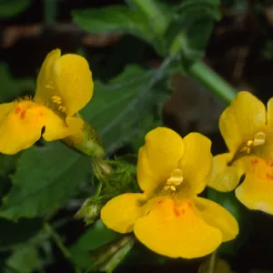 Mimulus guttatus, Santa Catalina Island, Silver Canyon