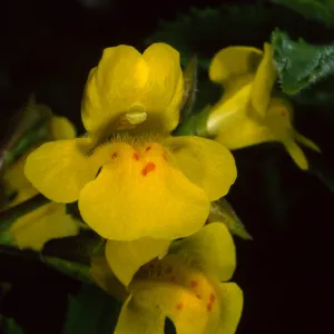 Mimulus guttatus, Santa Catalina Island, Silver Canyon