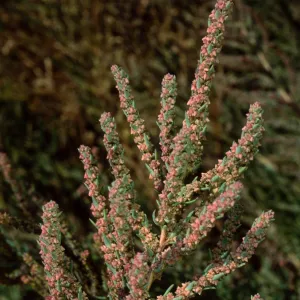 Suaeda calceodiformis, Santa Catalina Island, Cherry Cove Salina