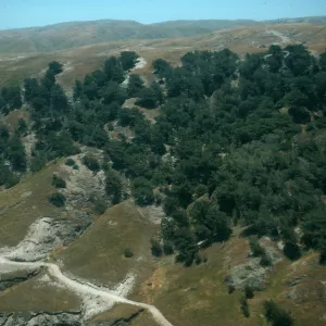 Santa Rosa Island, Torrey Pines
