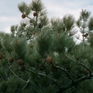 Santa Rosa Island, Torrey Pines