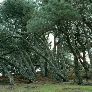 Santa Rosa Island, Torrey Pines
