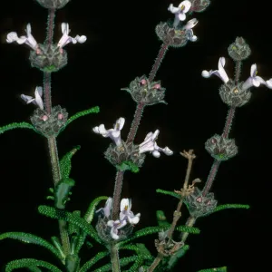 Salvia brandegei (Brandegees Sage), Santa Rosa Island, East of Johnsons Lee