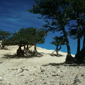 Quercus tomentella, Santa Rosa Island, West of Soledad Peak