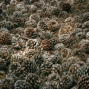 Pinus torreyana cones, Santa Rosa Island, Beechers Bay