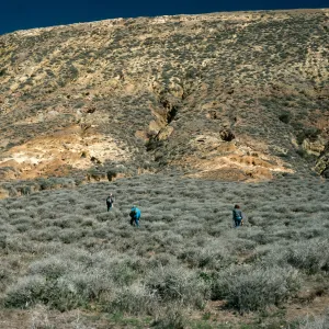 Santa Rosa Island, East of Cluster Point, NPS Transect #40