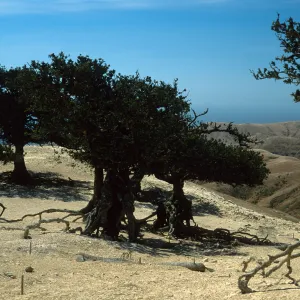 Santa Rosa Island, island oaks, exposed roots