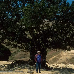 Quercus tomentella, Santa Rosa Island