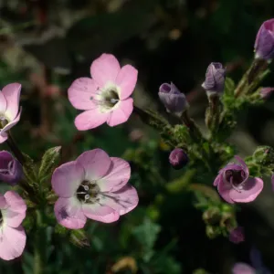 Gilia tenuiflora ssp. hoffmannii, Santa Rosa Island, road to East Point