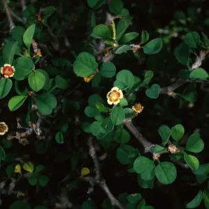 Euphorbia misera, SBBG Desert Section
