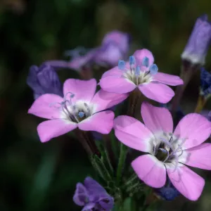Gilia tenuiflora hoffmannii, SBBG