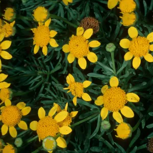 Baeriopsis guadalupensis, SBBG Can Yard