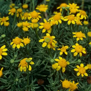 Baeriopsis guadalupensis, SBBG Can Yard