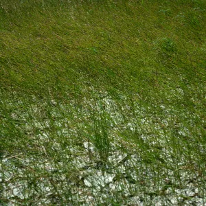 Eleocharis, San Nicolas Island, borrow pit along Monroe Drive