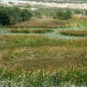 San Nicolas Island, borrow pit, Eleocharis, Typha
