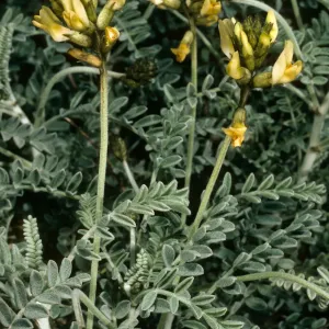 Astragalus traskiae, San Nicolas Island, terrace