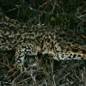 San Nicolas Island, Building #112, night lizard