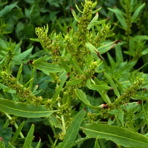 San Miguel Island, Charcoal Cove, SJ #6082, Rumex fueginus