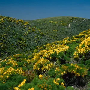 Coreopsis gigantea, San Miguel Island, Cañada Del Mar