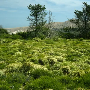 Santa Cruz Island, East of navy base, Adenostoma fasciculatum v. prostratum