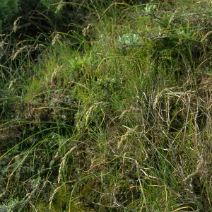 Santa Cruz Island, Christy Ranch, Poa scabrella