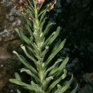 Santa Cruz Island, North of Buena Vista, Arabis hoffmannii