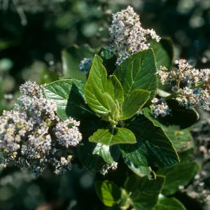 Santa Cruz Island, South ridge, Ceanothus arboreus