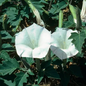 Datura, Lagunitas Secas, Santa Cruz Island