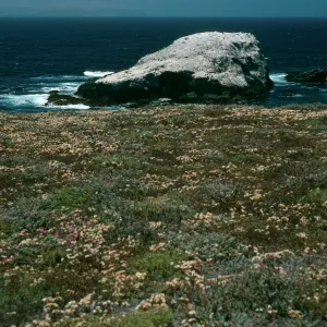 Dudleya nesiotica; Forney’s Cove, Santa Cruz Island