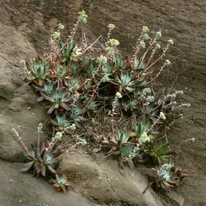 Dudleya greenei, East of Twin Harbor, Santa Cruz Island