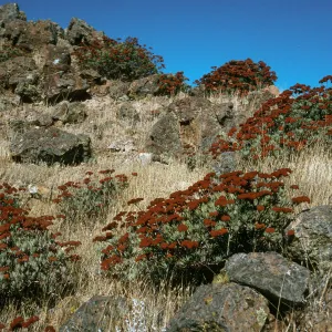 Eriogonum arborescens, Picacho Diablo Trail, Santa Cruz Island