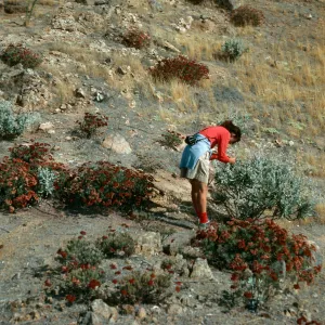 Eriogonum arborescens, Ridge on East Side of Ram Canyon, Santa Cruz Island
