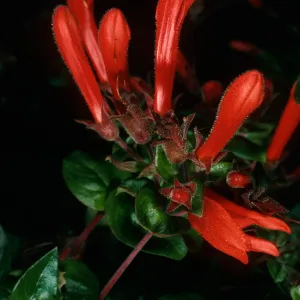 Santa Cruz Island, Keckiella cordifolia, road to Coches Prietus