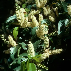 Santa Cruz Island, Prunus lyonii, Smugglers Canyon