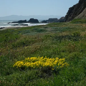 Santa Cruz Island, Oxalis pes-caprae, Poza Beach, SC-3575