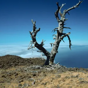 Guadalupe Island, dead pine, North end