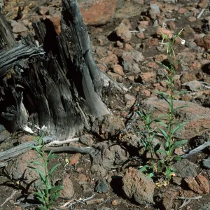 Guadalupe Island, Nicotania, cypress grove