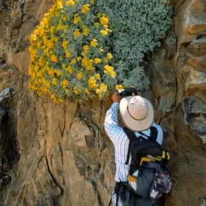 Guadalupe Island, Perityle incana, cliffs at lower circus