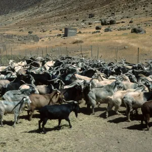 Guadalupe Island, goats in trap, spring