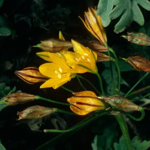 Guadalupe Island, Baja California, Triteleia