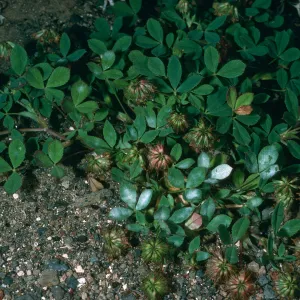 Guadalupe Island, Trifolium palmeri, South mesa