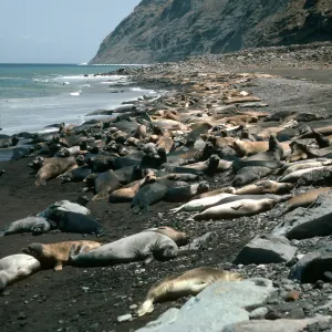 Guadalupe Island