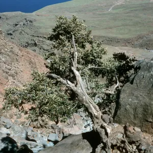 Guadalupe Island, last oak in Oak Canyon, East side of island