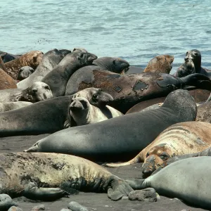 Guadalupe Island, Elephant Seals, Pilot Rock Beach